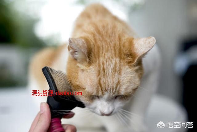 男朋友让我带着跳蚤出门_猫跳蚤会咬人吗_猫不出门会有跳蚤吗